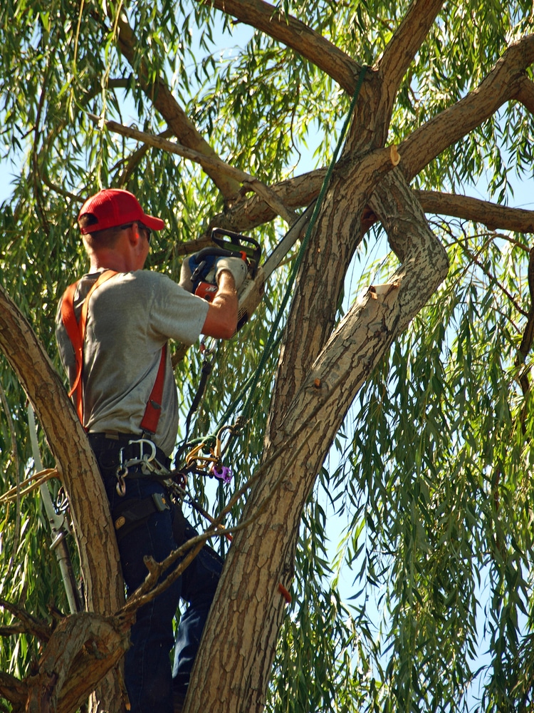 An Arborist Trimming a Very Green Willow Tree