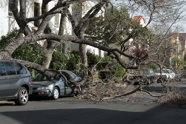 emergency tree service needed after storm damage