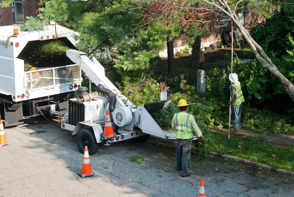 tree care experts clearing brush and cutting tree limbs