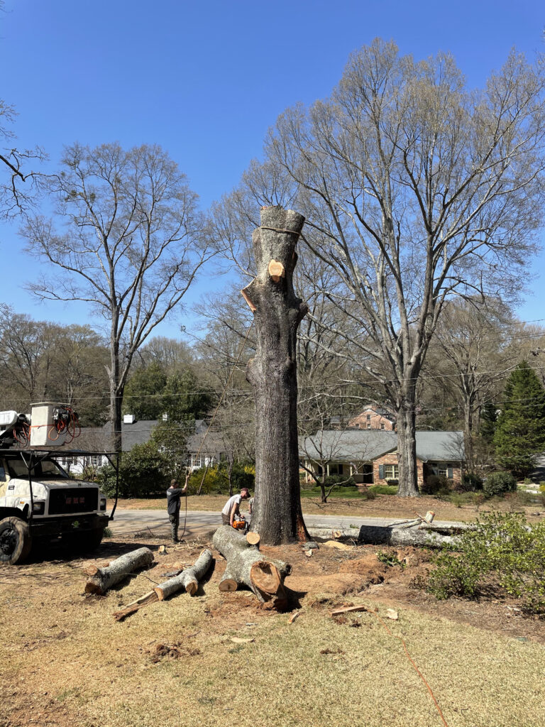 Tree Removal of McBee in Greenville