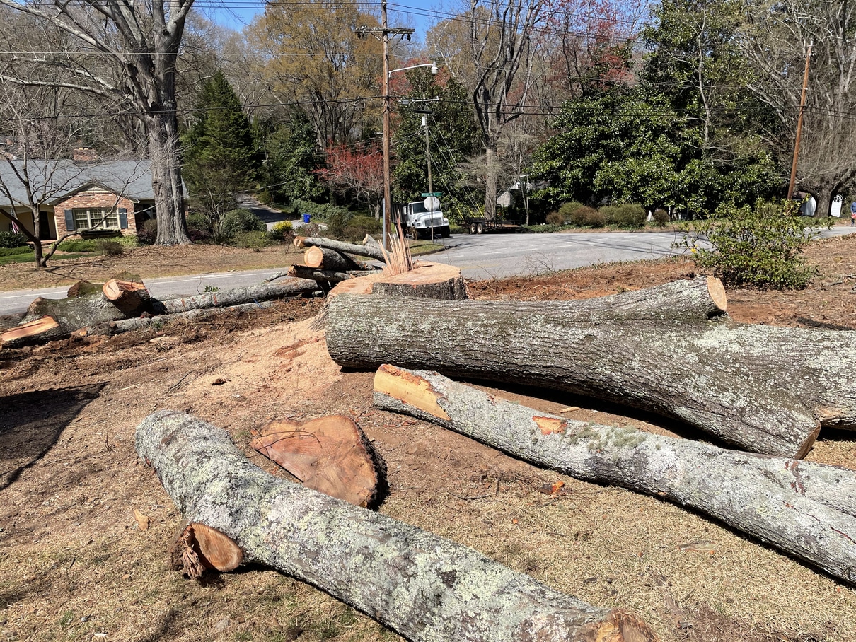 Showing tree that was cut down on residential property